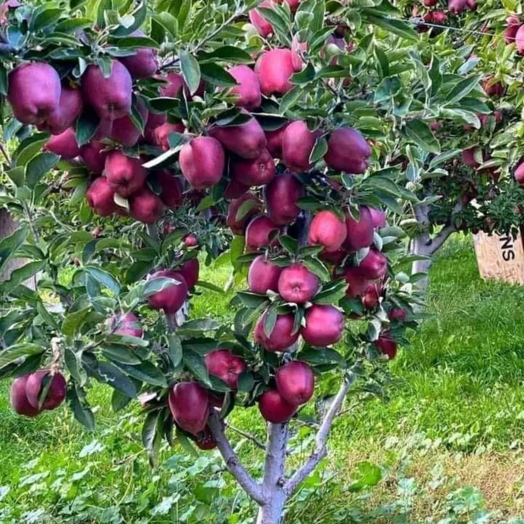 JEROMİNE ELMA FİDANI